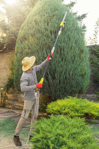 Best Stump Grinding Near Me  in Ore City, TX